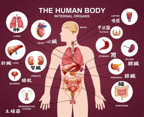 人中部 部位|【救急隊も使ってる！】身体の部位名前・内臓位置・医学的名称